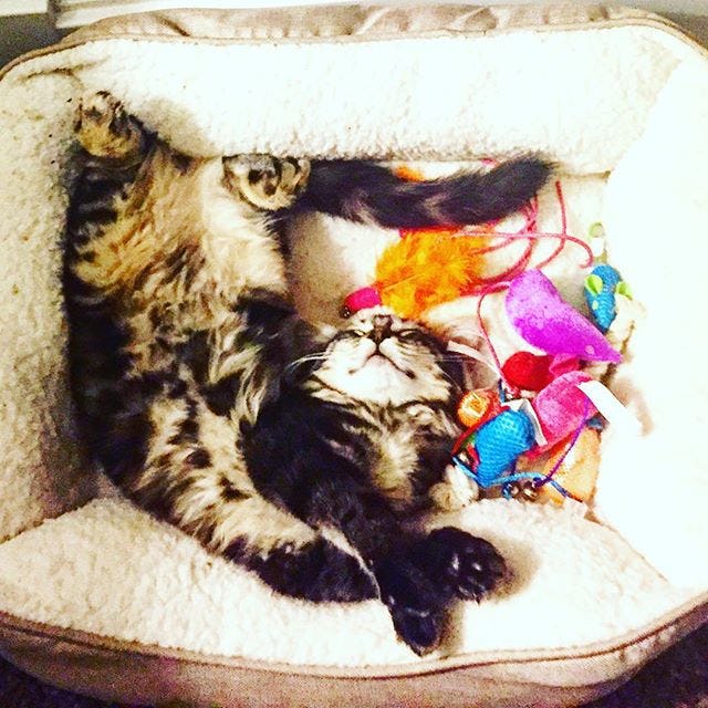 Traveling With a Cat