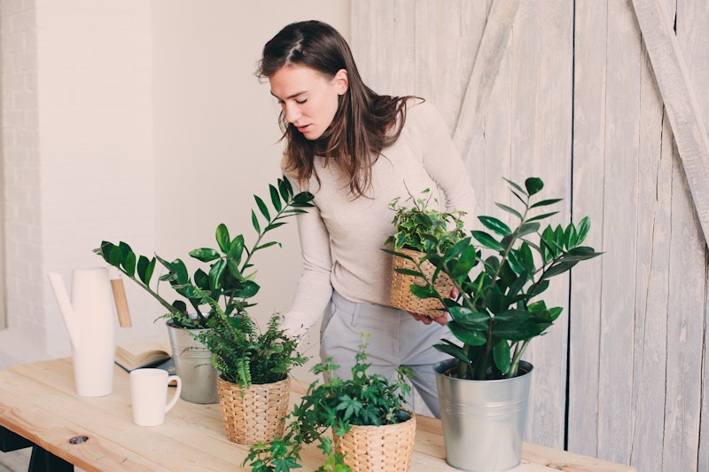 A woman prunes her house plants for allergies