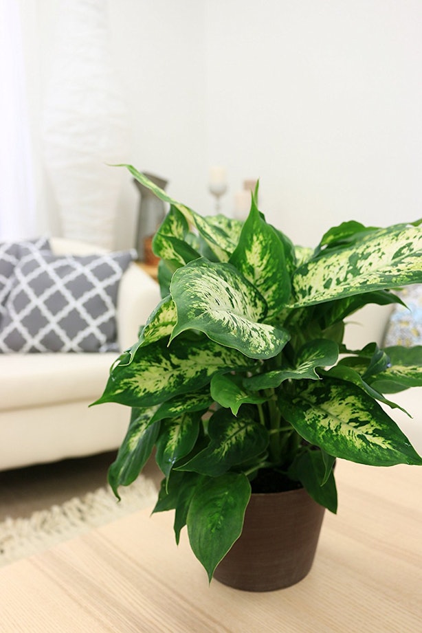 7 House Plants For Allergies That Can Help Clear The Air Around You