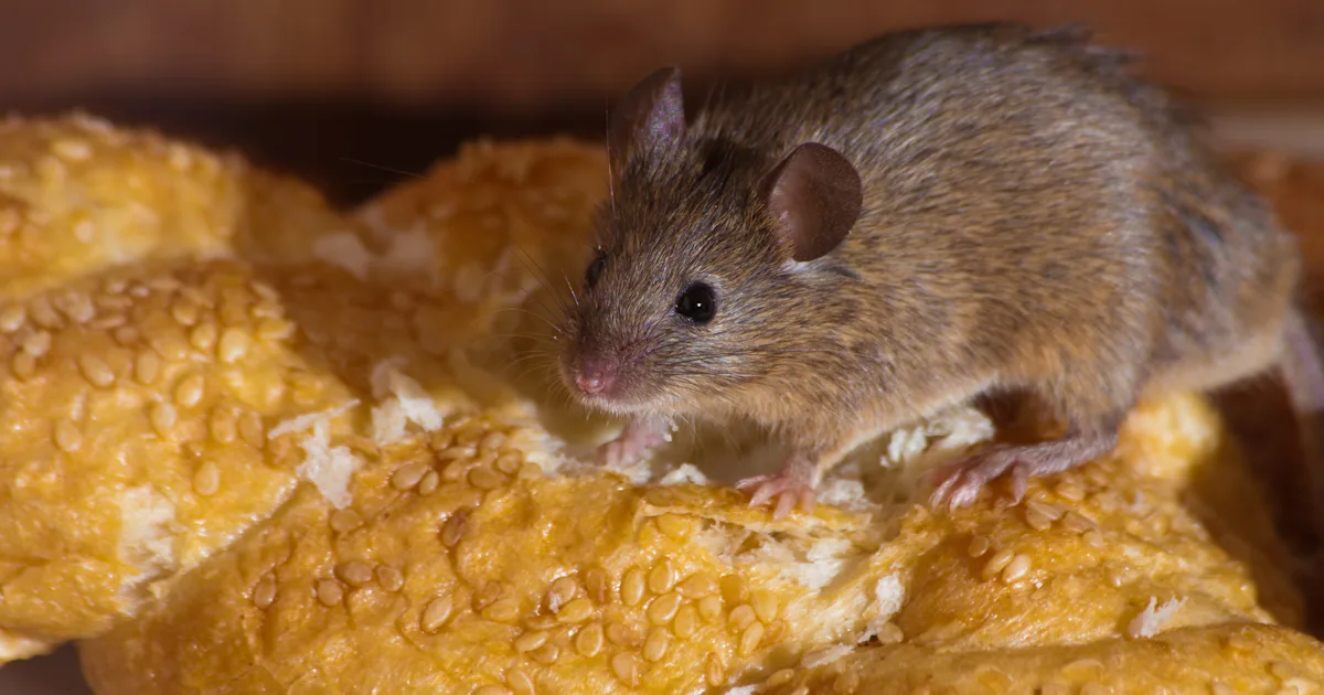 Mice Bug Are Mice Dangerous? They May Carry Superbugs Into Your Home & Here’s ...