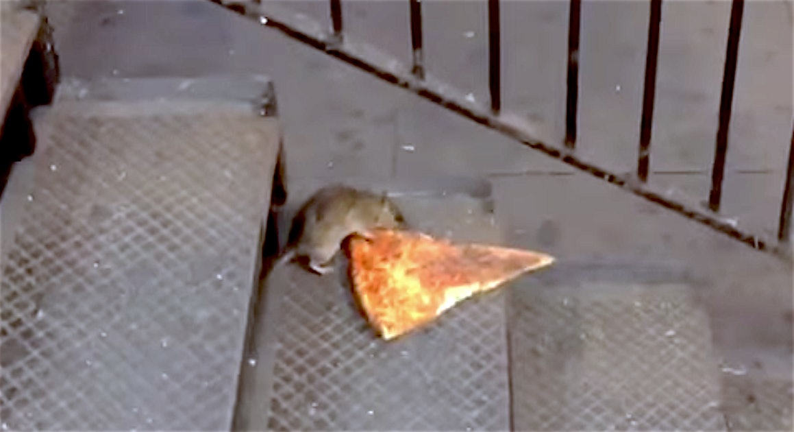 A New Pizza Rat Video Is Going Viral And Twitter Is Loving His Determination