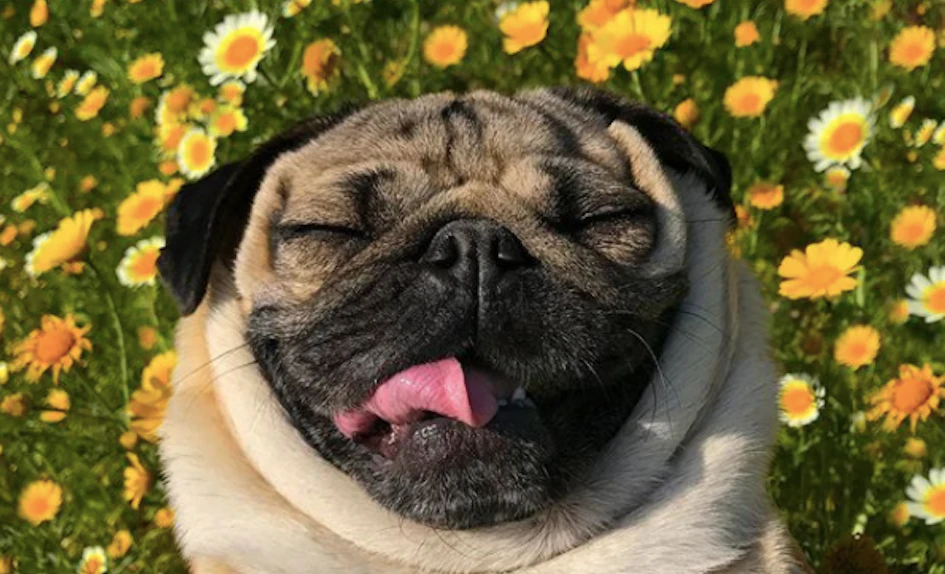 Doug The Pug Is Making The World A Happier Place, One ... Doug The Pug Is Making The World A Happier Place, One ... - 945 x 574 png 905kB