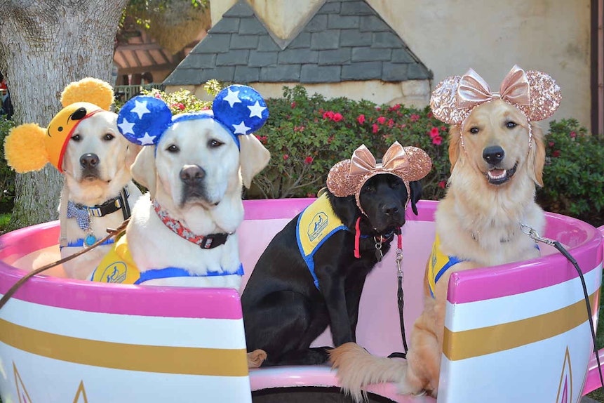 These Photos Of Service Dogs Visiting Disneyland Will Make Your Dreams