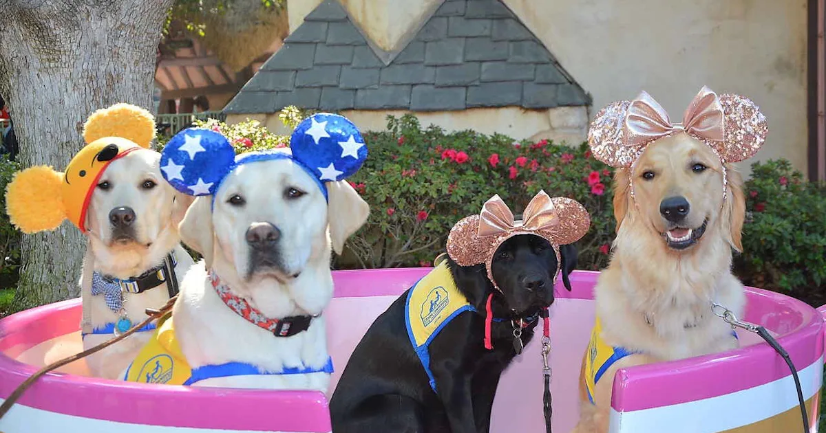 Can You Bring Dogs To Disneyland