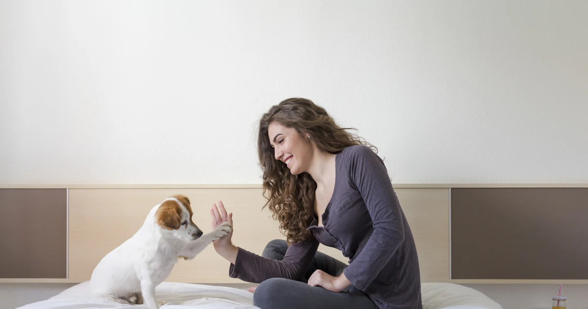 Get 11 Easy Ways To Bond With Your New Dog For Android Wallpaper 11 Easy Ways To Bond With Your New Dog For iPhone