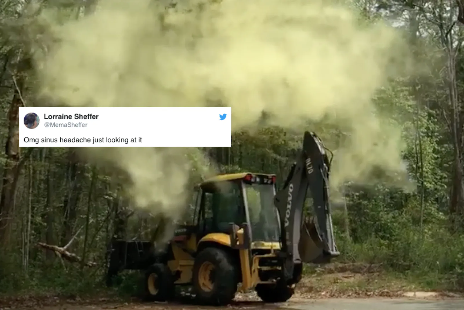 Tree Exploding With Pollen A Viral Video Of Pollen Exploding From A Tree Is Making The Entire ...