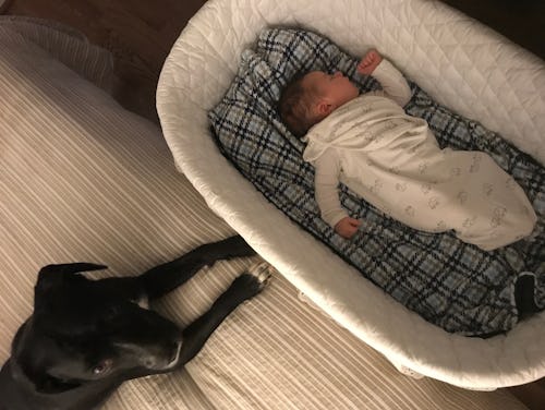A little baby in a bassinet with a dog next to it 