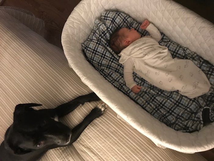 A little baby in a bassinet with a dog next to it