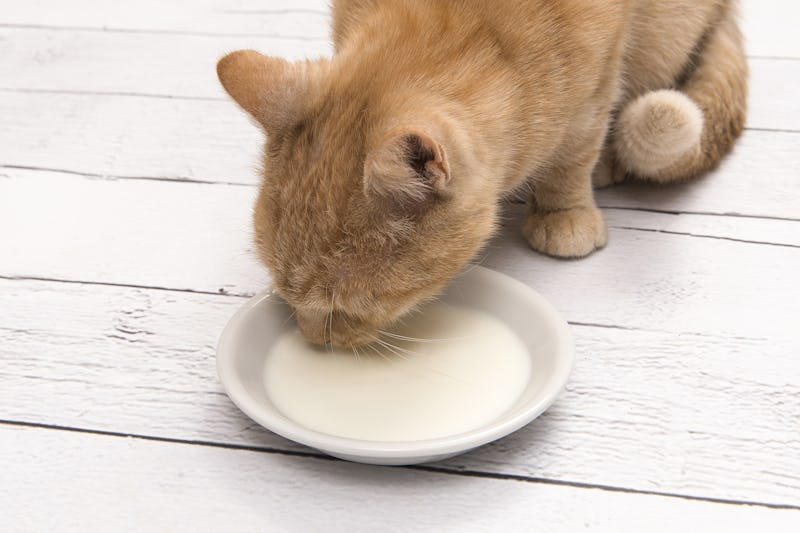 Do Cats Really Drink Milk? Here's The Truth Behind The Common Belief Do Cats Really Drink Milk? Here's The Truth Behind The Common Belief