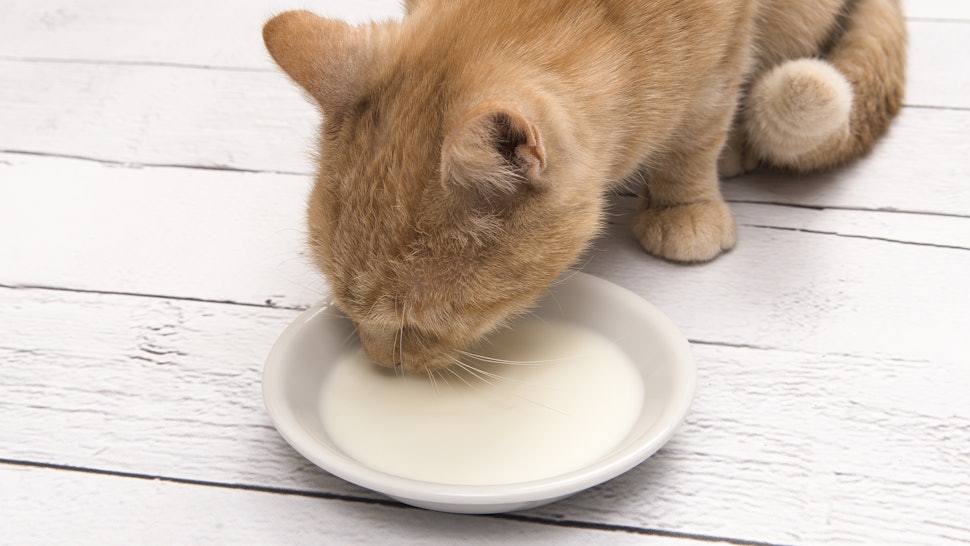 Can Cats Drink Low Fat Milk Do Cats Really Drink Milk? Here’s The Truth Behind The Common Belief