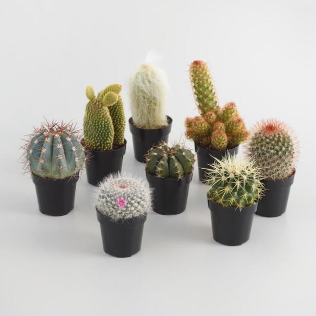 A Micro Cactus Trend Has Sprouted From Our Obsession With