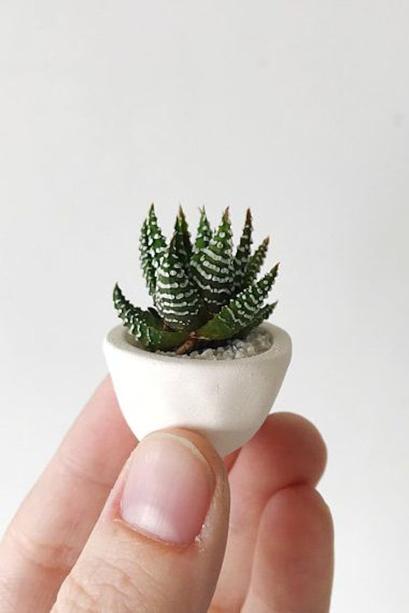 For those of you still enamored by the succulent trend, this little number is the perfect mix of  su...