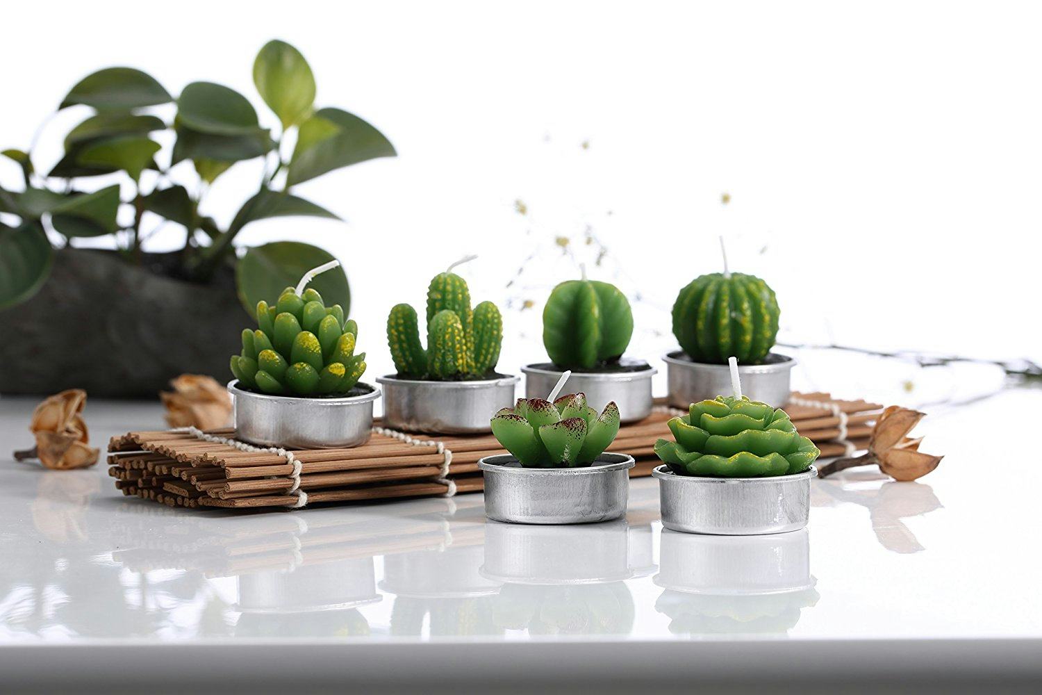 A Micro-Cactus Trend Has Sprouted From Our Obsession With Succulents