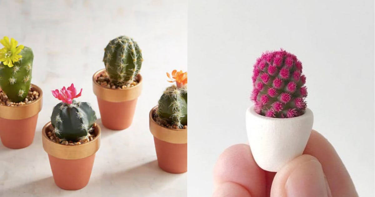 A Micro Cactus Trend Has Sprouted From Our Obsession With Succulents They Are Just Too Cute A Micro Cactus Trend Has Sprouted From Our Obsession With Succulents They Are Just Too Cute