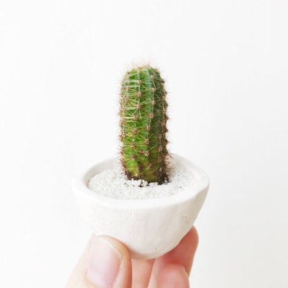 This little dude looks like a cactus out of a cartoon. It comes outfitted in a sand-filled planter, ...
