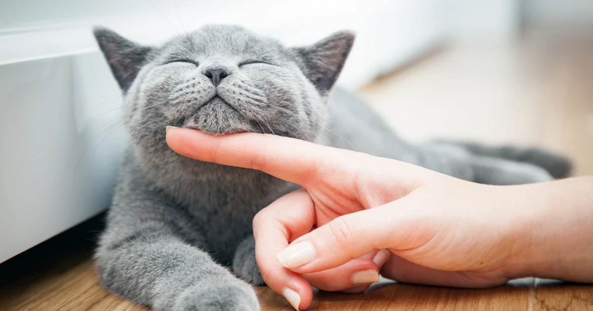 10 Diseases Cats Can Give You Because Cat Scratch Fever Is Real