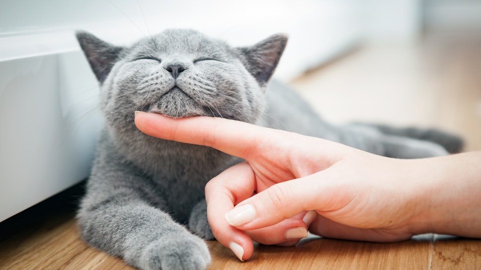 10 Diseases Cats Can Give You, Because ‘CatScratch Fever’ Is Real
