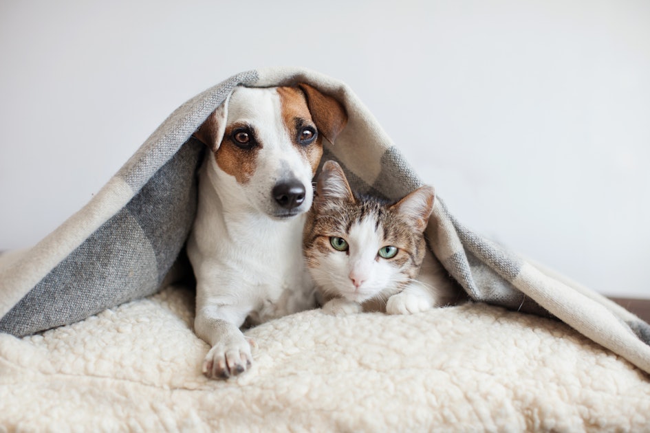 Tips and advice on how to get dogs and cats to live together