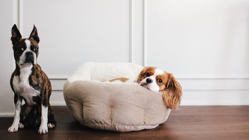 The 7 Best Dog Beds For Puppies