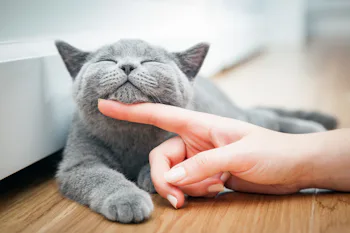 The Cat Breed You Should Get Based On Your Zodiac Sign, Because There's ...