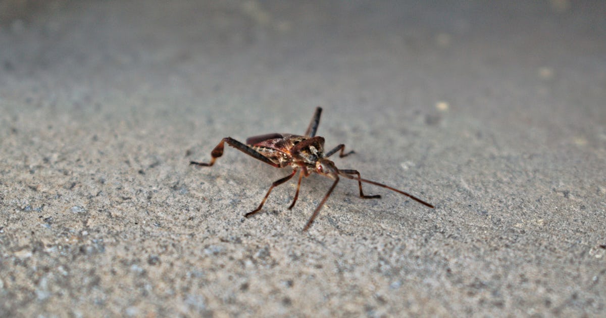 why is the kissing bug freaking everyone out right now the insect has been reported in even more states why is the kissing bug freaking everyone out right now the insect has been reported in even more states