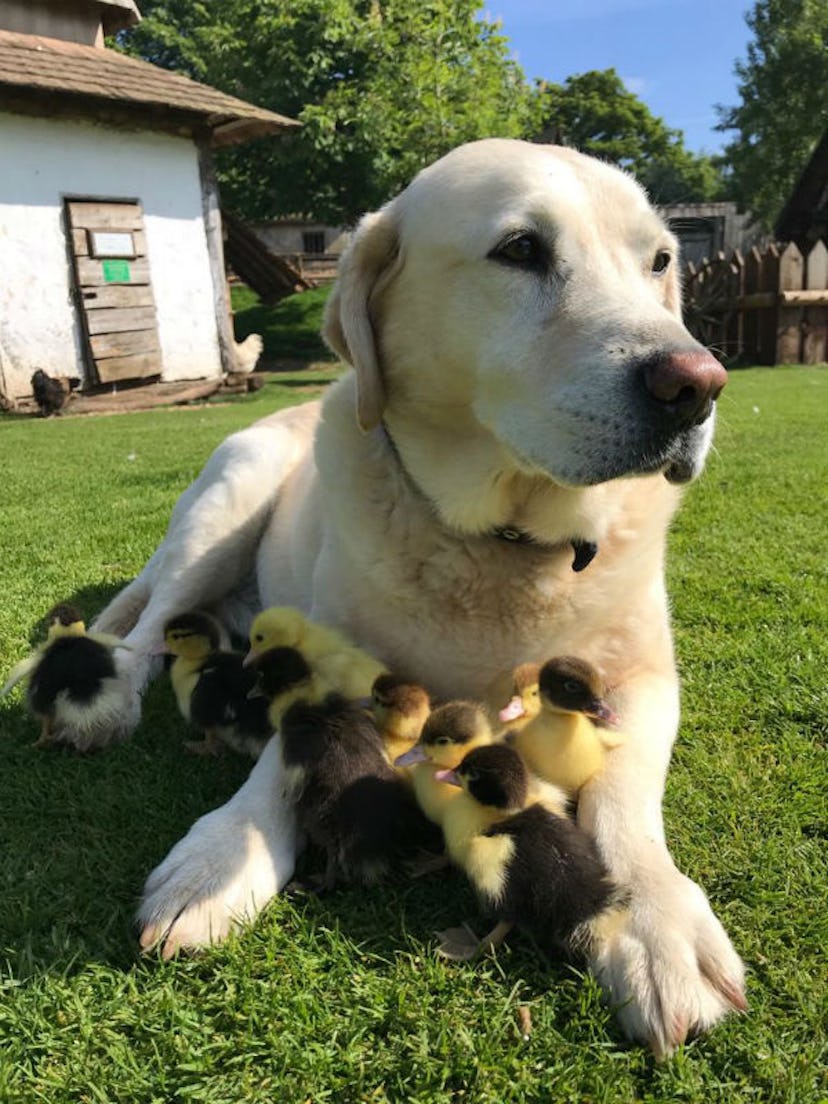 This Dog Befriended 9 Orphaned Baby Ducks At A U.K. Castle & The Photos