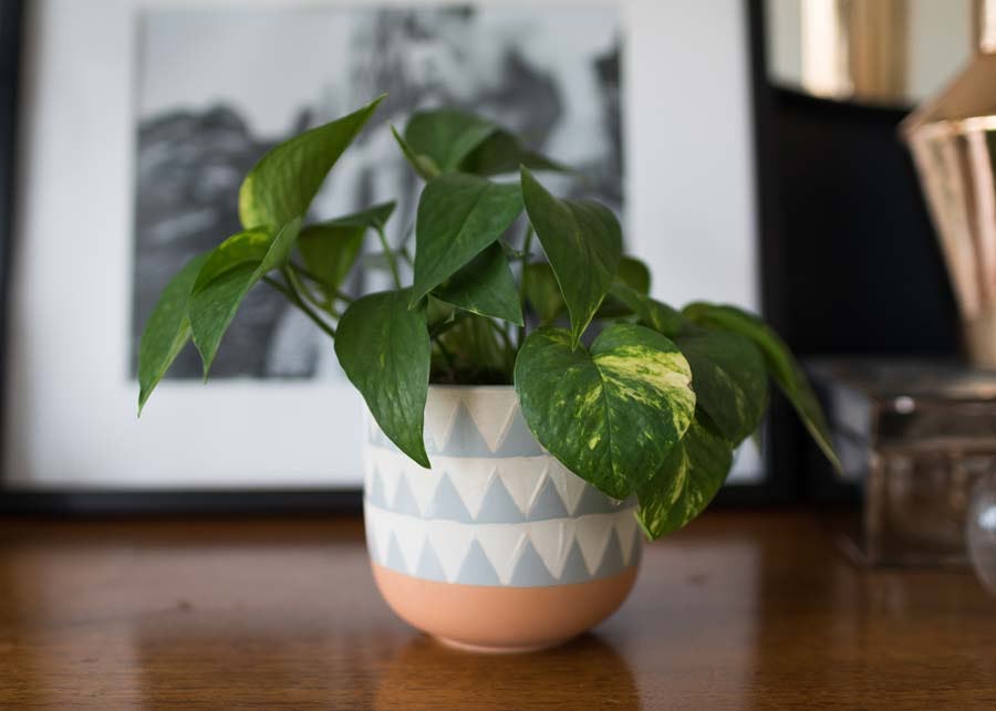 7 Plants That Are Hard To Kill, According To Experts