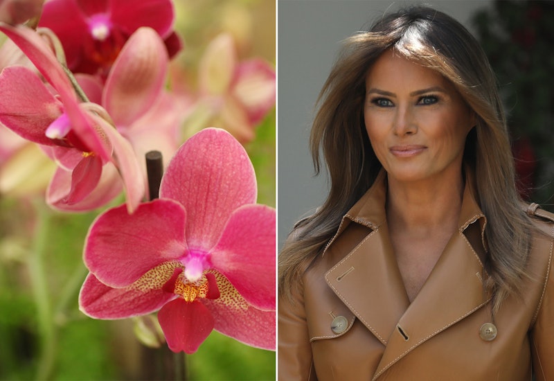 There S A Melania Trump Orchid It Won An Award This Weekend