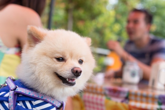 A Pomeranian dog with a name based on a cocktail sitting in a restaurant