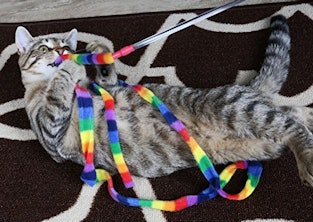 The 6 Best Toys For Bored Cats