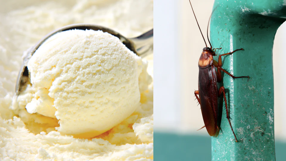 You Can Officially Drink Cockroach Milk, & Nothing Makes Sense Anymore