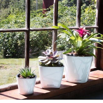 Window Garden Aquaphoric Self-Watering Planter