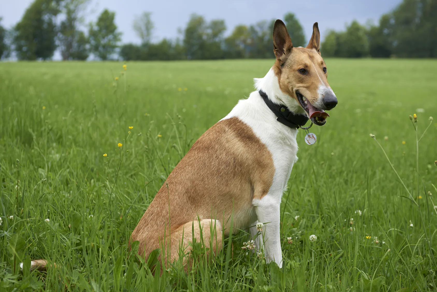 10 Royal Dog Breeds That Are Totally Cute & Loyal