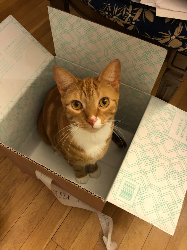 A cat sitting in the box