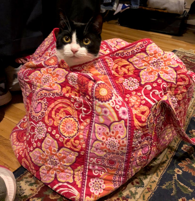 A black and white cat sitting in the packed bag and starring at the owner