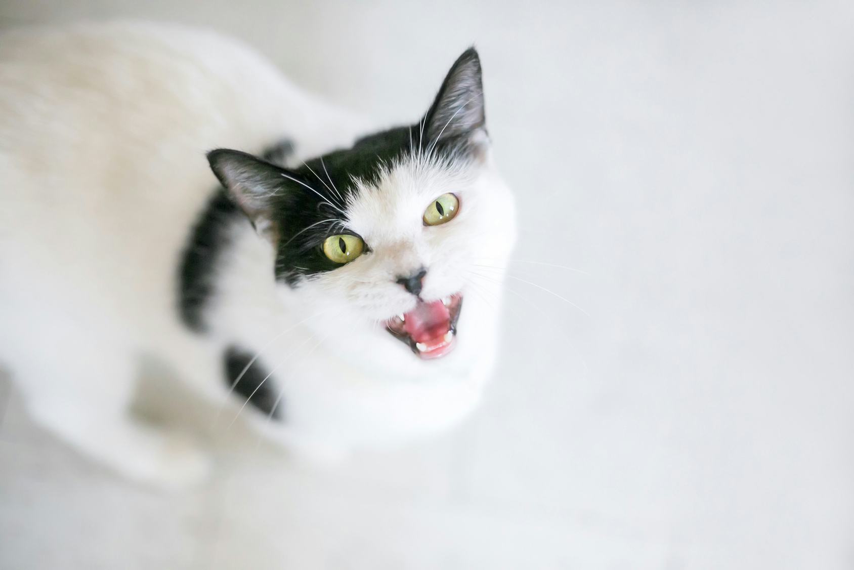 Do Cats Smile? Here's How To Tell Your Cat Is Happy, At Least On The Inside