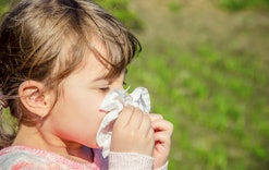 A little girl wiping her nose with a white napkin due to pollen season