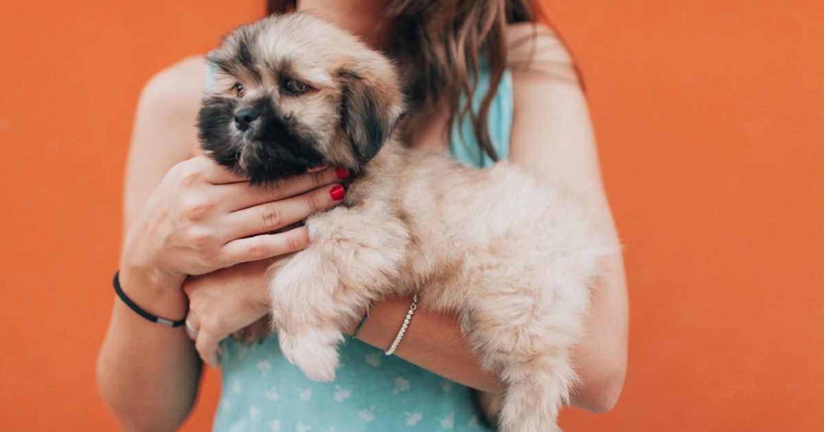 5 Jobs That Involve Dogs If You're More Into Playing With Puppies Than ...