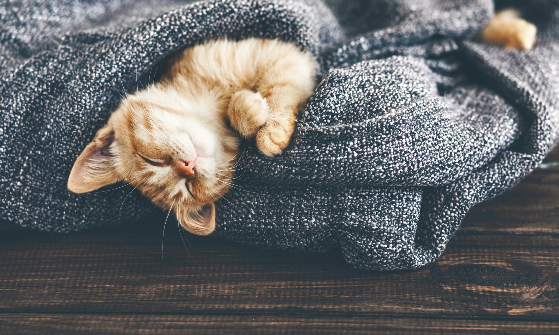 Traveling with a Cat on an Airplane