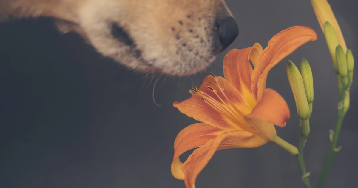 5 Signs Your Dog Has Allergies According To Experts 5 signs your dog has allergies according to experts