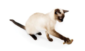 Best Hunting Cat Toy For Older Cats