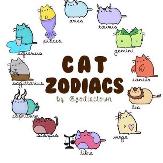 36 Cat Names Based On Their Zodiac Sign, Because Your Kitty Is A Total Star
