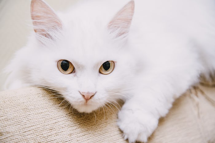 A white cat starring at the camera