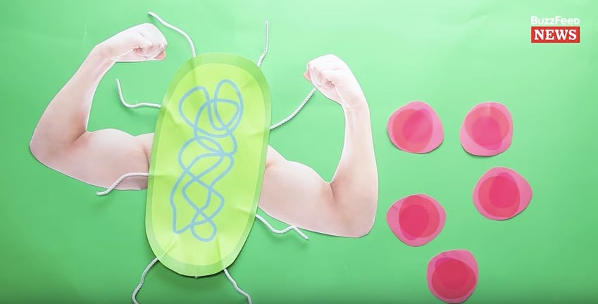 What Does E. Coli Do To Your Body? This Video Breaks It Down StepByStep