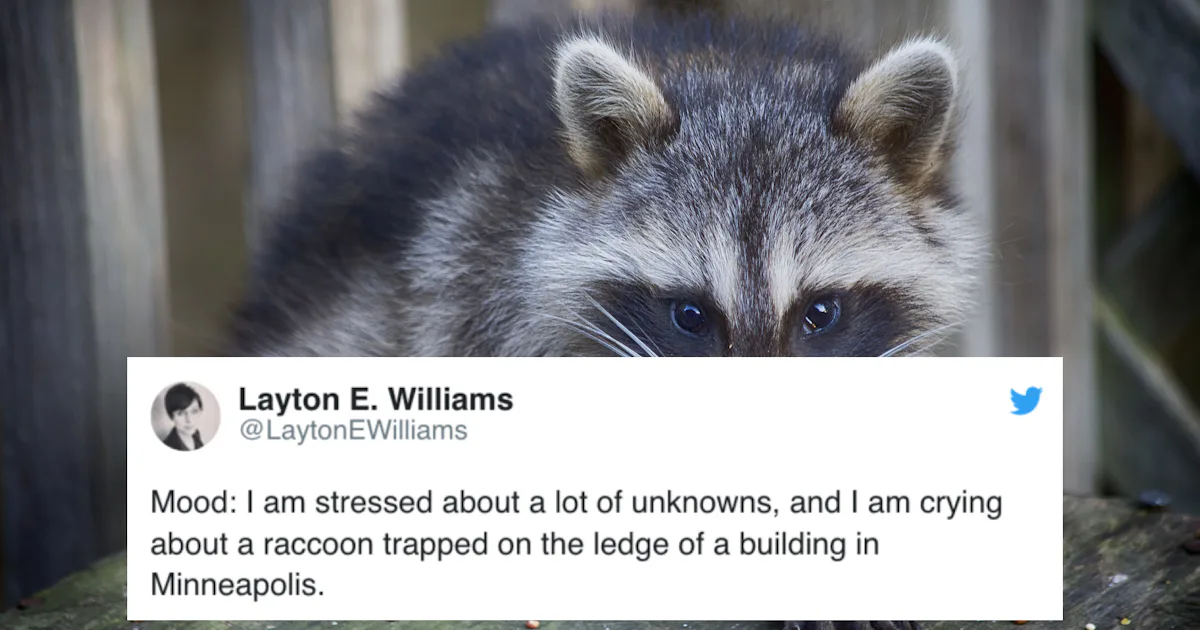 Twitter Raccoon The Best MPR Raccoon Tweets That Had All Of The Internet Rallying ...