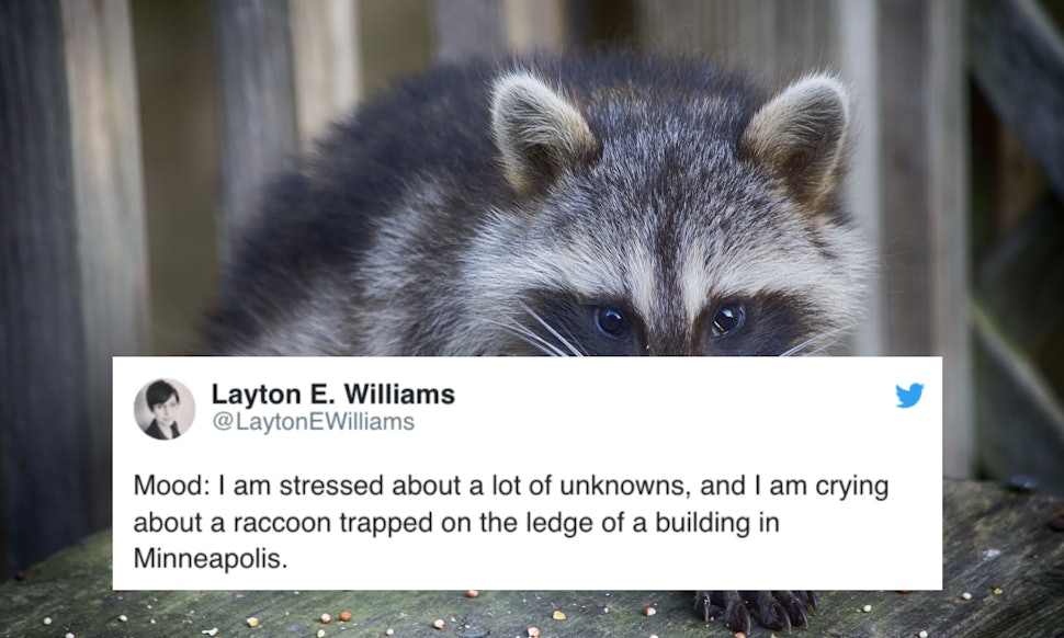 Image Result For Mpr Raccoon Image Result For Mpr Raccoon