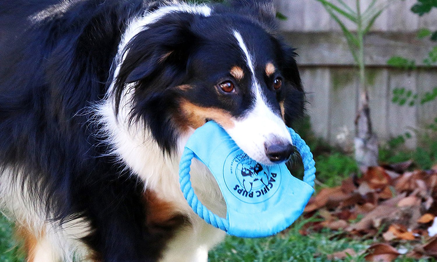 5 Strong Chew Toys For Large Dogs