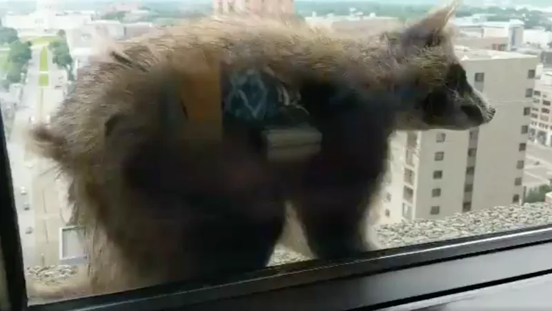 These MPR Raccoon Photos & Videos Are Exactly What You Need In Your ...