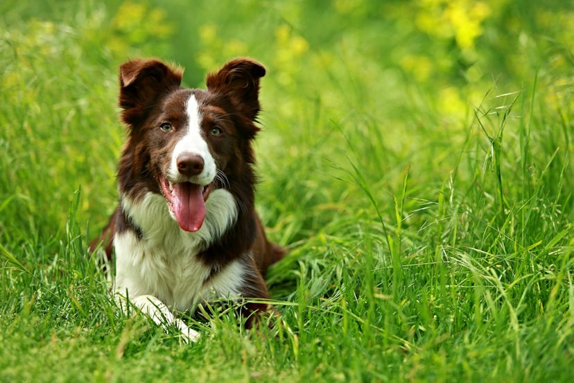 a dog in the grass in summertime in an article about how to prevent and treat mosquito bites on dogs