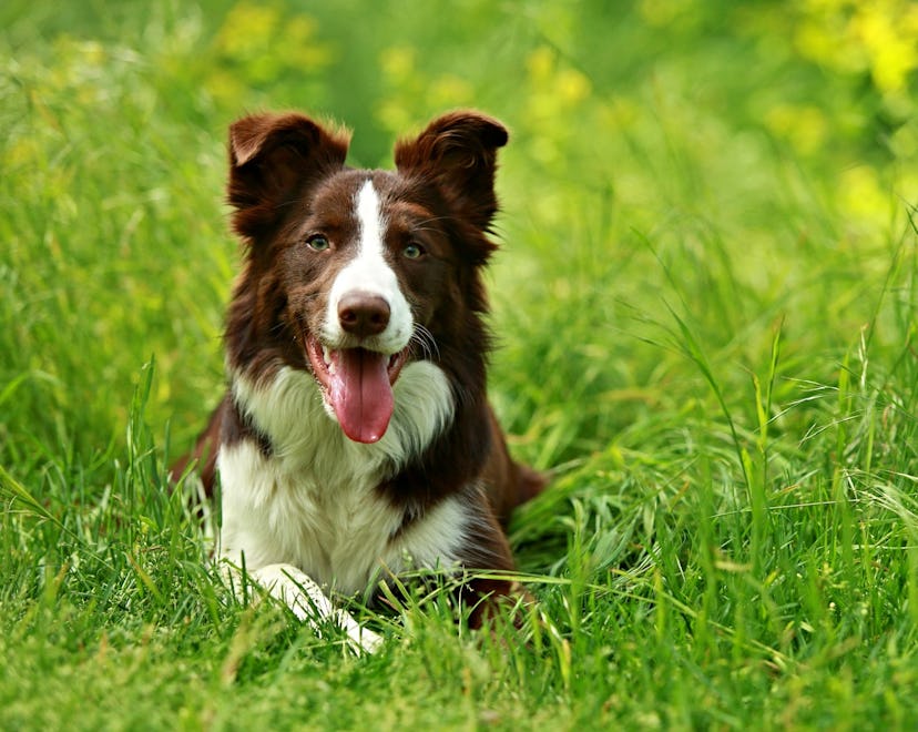 a dog in the grass in summertime in an article about how to prevent and treat mosquito bites on dogs